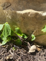 Rhynchosida physocalyx