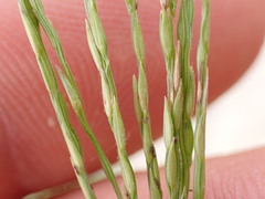 Digitaria aequiglumis