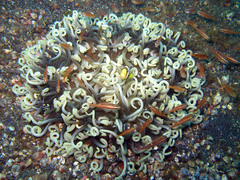 Macrodactyla doreensis