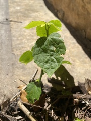 Rhynchosida physocalyx