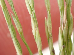 Digitaria aequiglumis