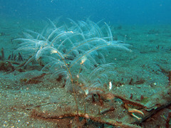 Macrorhynchia philippina