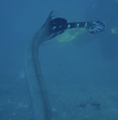 Aulostomus strigosus