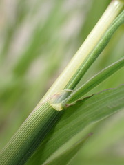 Digitaria aequiglumis