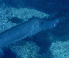 Aulostomus strigosus