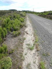 Digitaria aequiglumis