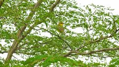 Pseudocolopteryx acutipennis