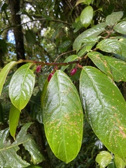 Drymonia conchocalyx