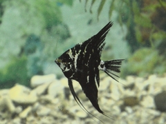 Pterophyllum scalare