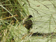 Gallinula tenebrosa