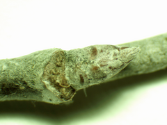 Populus