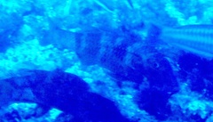 Pseudupeneus prayensis