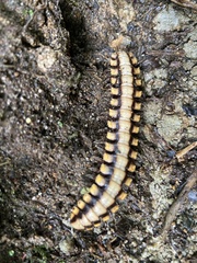 Nyssodesmus python