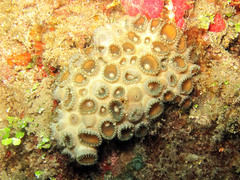 Palythoa