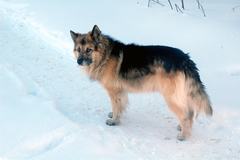 Canis familiaris
