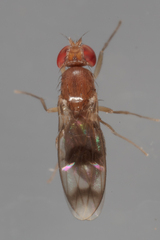 Chymomyza