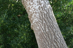 Populus