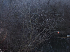 Rabdophaga strobiloides