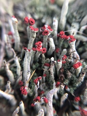 Cladonia transcendens