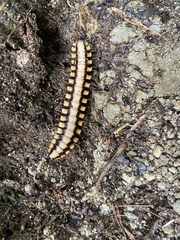 Nyssodesmus python