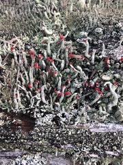 Cladonia transcendens