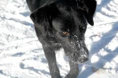 Canis familiaris