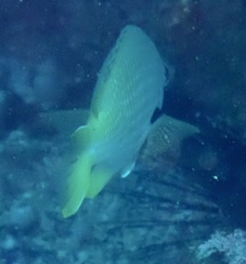 Chromis lubbocki