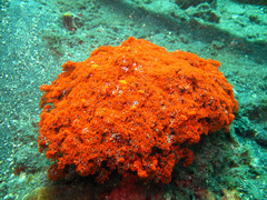 Phyllodiscus semoni