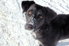 Canis familiaris