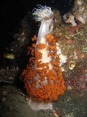 Phyllodiscus semoni