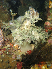 Phyllodiscus semoni