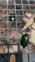 Lagochile emarginata