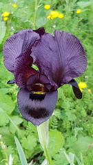 Iris atropurpurea