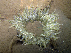 Phymanthus muscosus