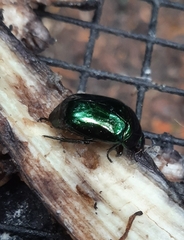 Lagochile emarginata