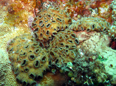 Palythoa