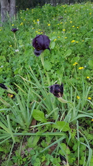 Iris atropurpurea
