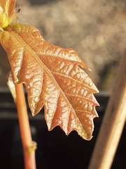 Quercus robur
