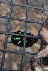 Lagochile emarginata