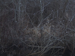 Rabdophaga strobiloides