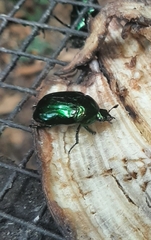 Lagochile emarginata