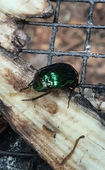 Lagochile emarginata