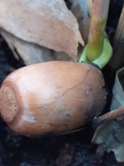 Quercus robur