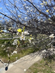 Pyrus