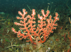 Solenocaulon
