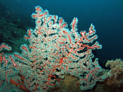 Solenocaulon