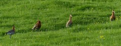 Limosa limosa islandica