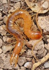 Plutonium zwierleini