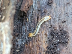Dendroides canadensis