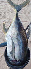 Caranx caninus